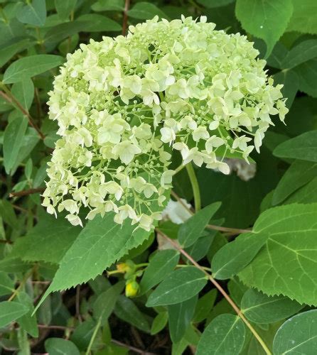 rôzne druhy kvetov hortenzií