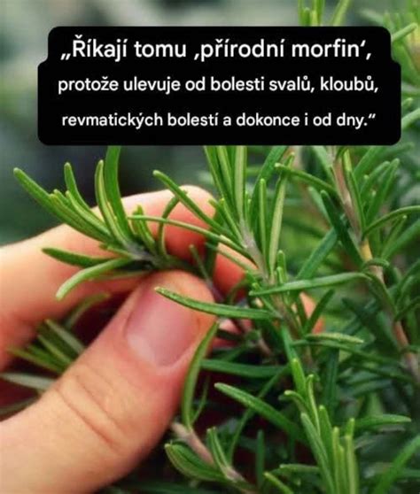 Prírodné bylinky na bolesti kĺbov