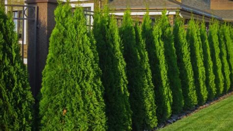 Schéma koreňového systému tuje