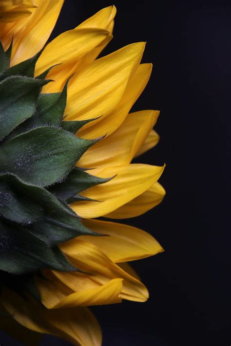 makro fotografia kvetu