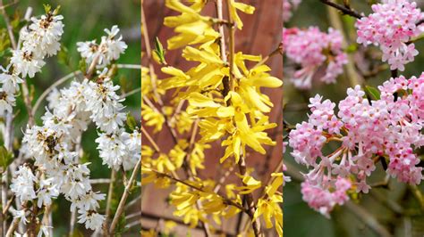 Zobrazenie rastliny medovky lekárskej s listami a kvetmi