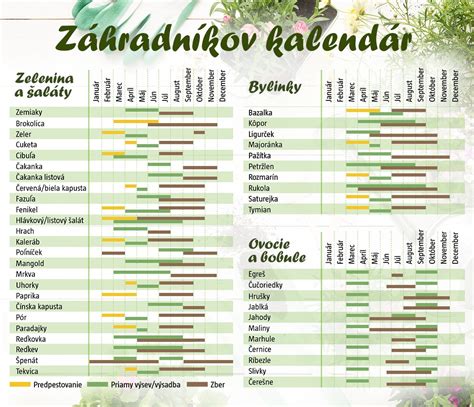 Infografika s časovaním výsevu a zberu čiernej reďkovky