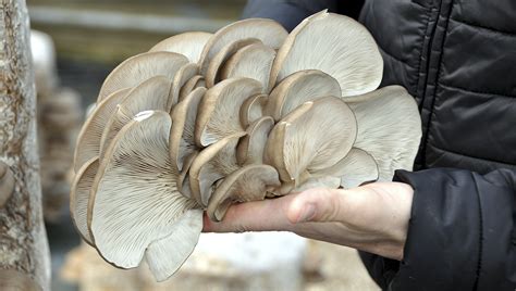 Hliva ustricová rastúca na kmeni