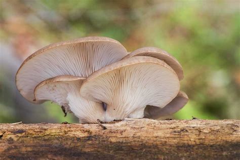Schéma optimálnych podmienok pre pestovanie húb