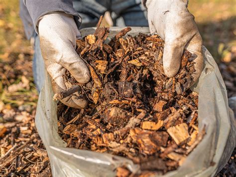 Ukážka správneho použitia mulča okolo jahodových rastlín