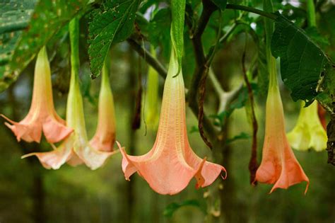 Anjelské trúby v plnom kvete