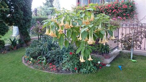 Zalievanie anjelských trub