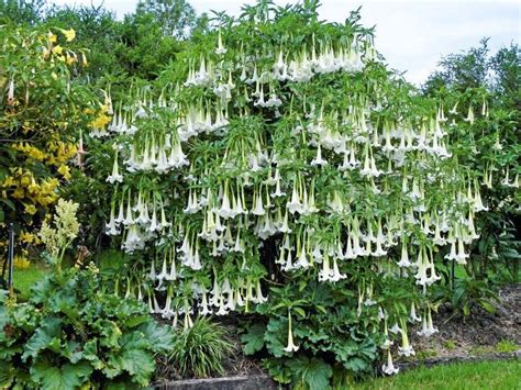 Rôznorodé kvety anjelských trub