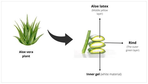 Upozornenie na latex v šupke Aloe Vera