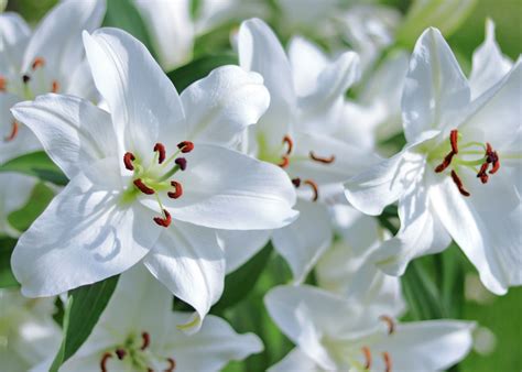 Biela ľalia ako symbol čistoty