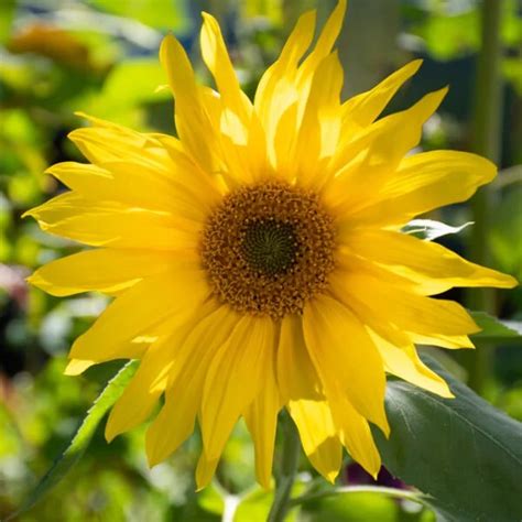 Jasne žltá slnečnica