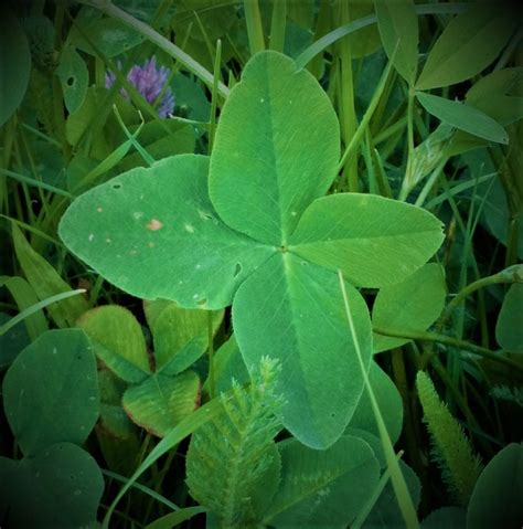 Štvorlístok ako symbol šťastia