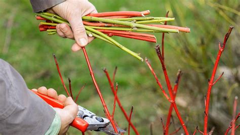 Príprava drevitých odrezkov