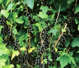 Delenie kríka ríbezlí