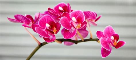Optimálne umiestnenie orchideí vzhľadom na svetlo