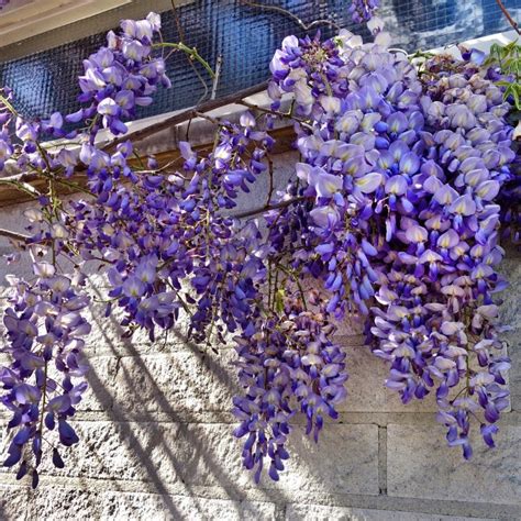 Vistéria pestovaná v kvetináči