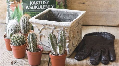 Presádzanie kaktusu