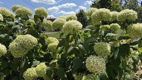 rast hortenzie z odrezkov