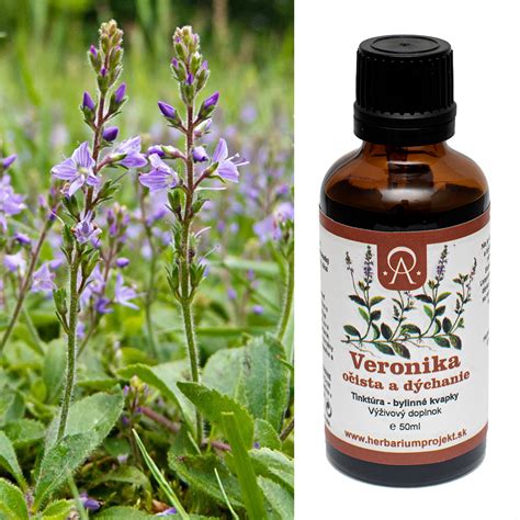 Liečivé byliny - Veronika lekárska