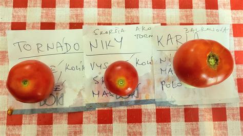 ilustrácia rôznych odrôd cherry paradajok