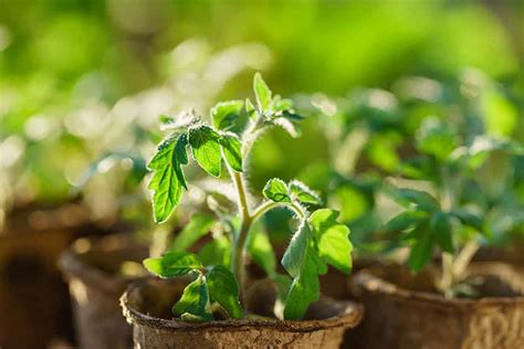 proces presádzania paradajkových priesad