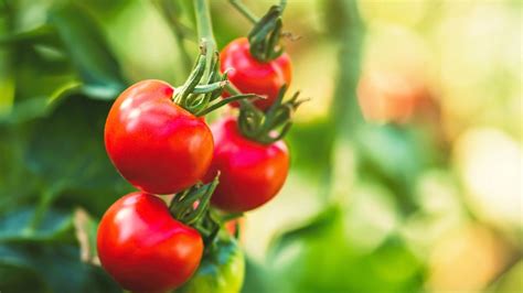 zrelé cherry paradajky pripravené na zber