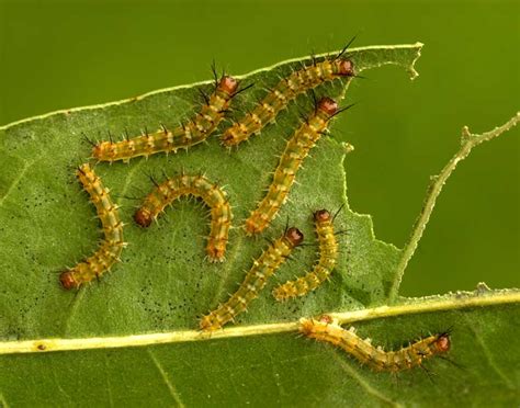 Obrázok húsenice lišaja oleandrového