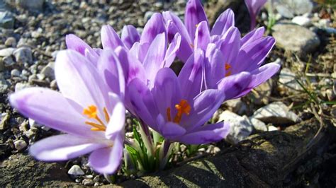 Varovný symbol pre jedovaté rastliny