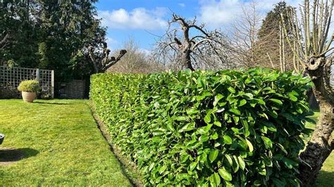 Živý plot z brestu sibírskeho