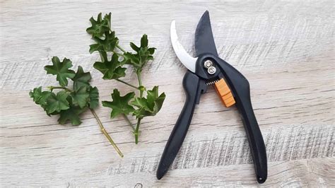 Ilustrácia rozmnožovania odrezkov v zemiaku