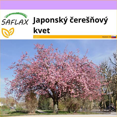 japonský čerešňový kvet