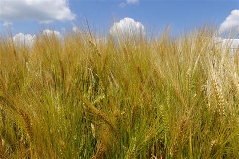 Ilustračná fotografia ryžového poľa
