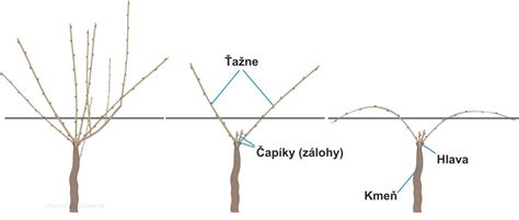 Schéma pestovania viniča na hlavu