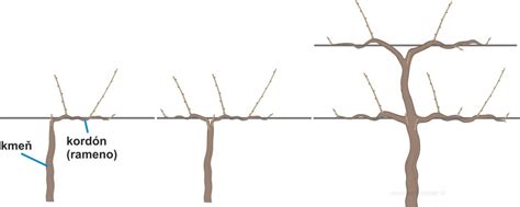 Rôzne formy vedenia viniča