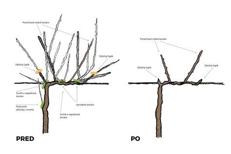 Detail správneho rezu viniča
