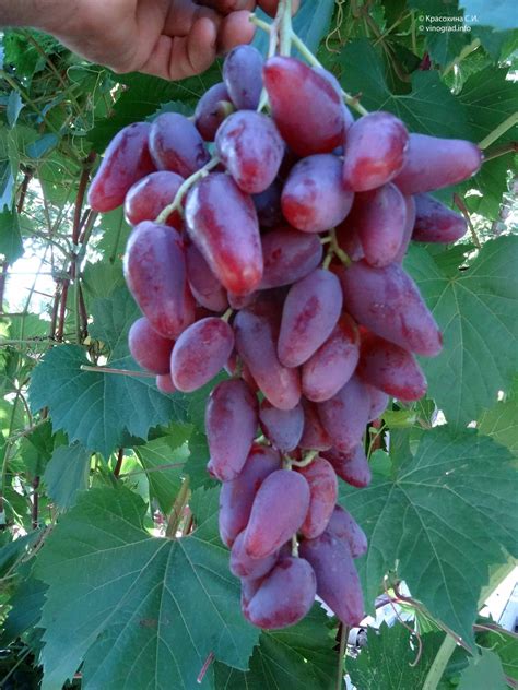 Proces výsadby sadenice viniča