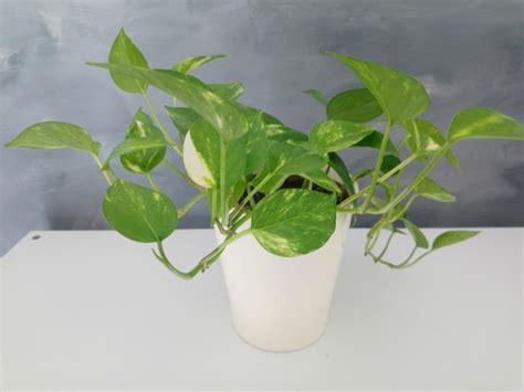 rastlina potos v tieni a na svetle