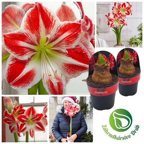 Amarylis s veľkými kvetmi