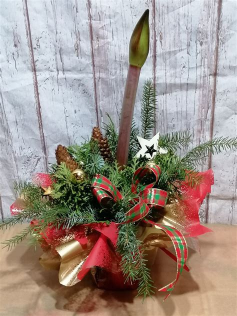 Amarylis zasadený v kvetináči