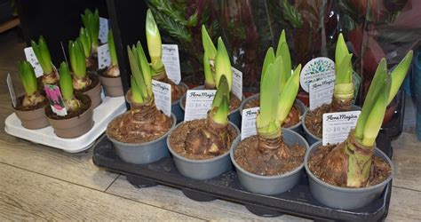 Cibuľky amarylisu pripravené na uskladnenie