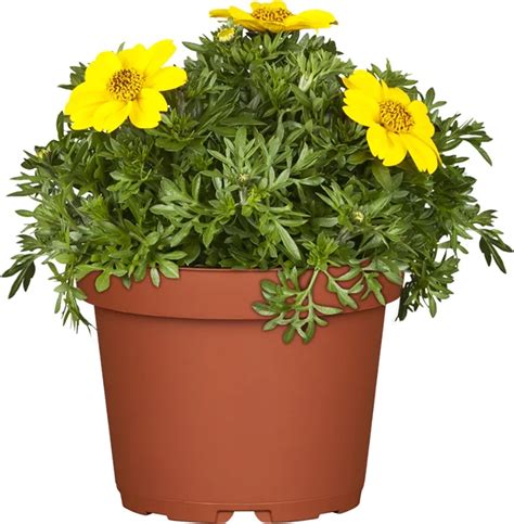 Dvojzub v závesnom koši