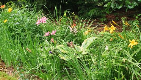 Štruktúra rastliny dvojzubu