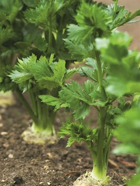 Pestovanie zeleru vňaťového od semienka