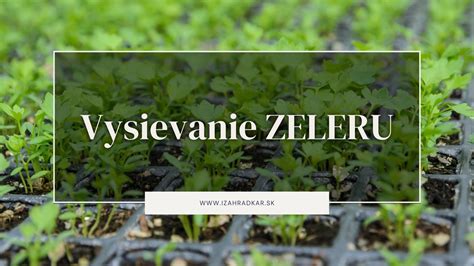Predpestovanie priesad zeleru