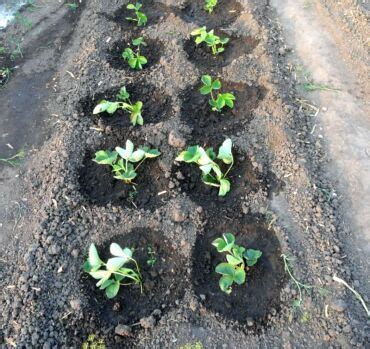 Výsadba zelerových priesad do záhona