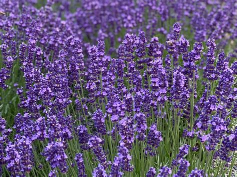 Levanduľa v kuchyni