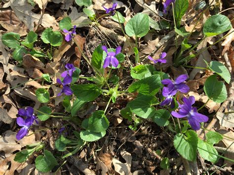 Fialka trojfarebná v prírode