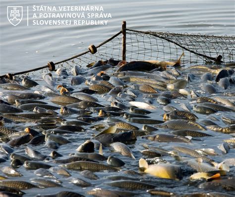 ikry rýb na rastline