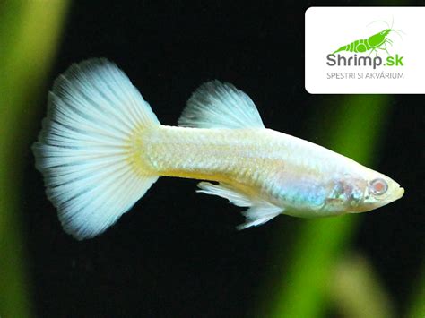 gupky (Poecilia reticulata) s poterom