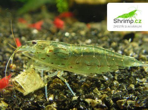 kreveta Amano (Caridina japonica)